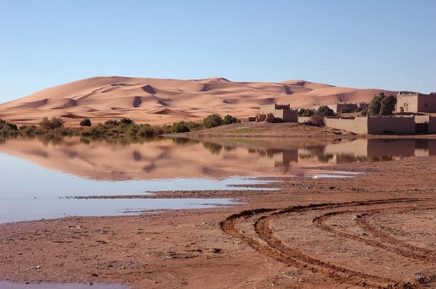 Desierto de Merzouga camellos
